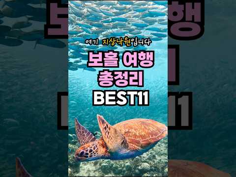 무조건 지금 가세요?? 필리핀 보홀 여행 3박 5일 총정리 (고래상어, 발리카삭 거북이, 호핑투어, 반딧불 투어)