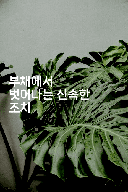 부채에서 벗어나는 신속한 조치-피리피니